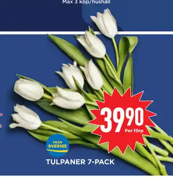 Willys Hemma Tulpaner 7-pack erbjuda