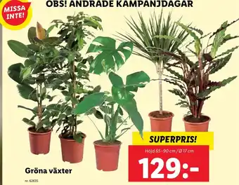 Lidl Gröna växter erbjuda