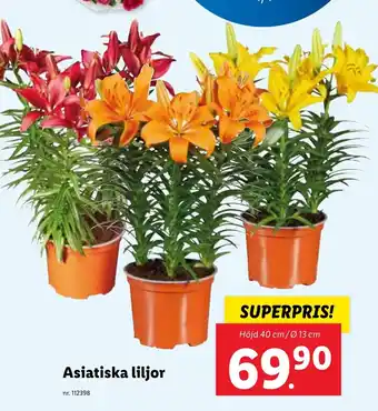 Lidl Asiatiska liljor erbjuda