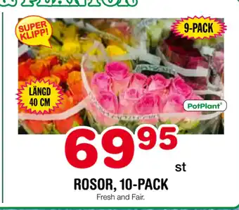 Nya Pulsen Rosor, 10-pack erbjuda