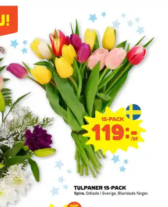 Stora Coop Tulpaner 15-pack erbjuda