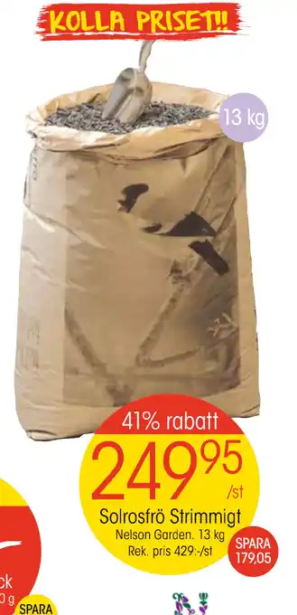 EKO Solrosfrö strimmigt erbjuda