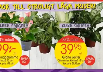 EKO Gröna växter erbjuda