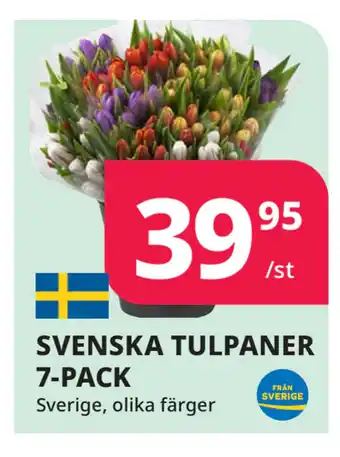 Svenska tulpaner 7-pack