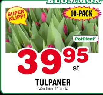 Nya Pulsen Tulpaner erbjuda