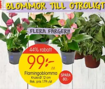 EKO Vanish krukväxt erbjuda