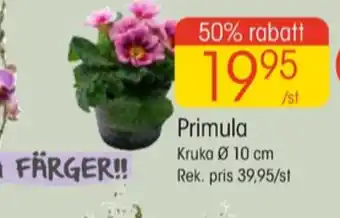 EKO Vanish krukväxt erbjuda