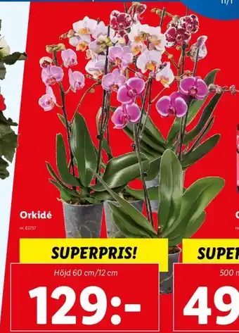 Lidl Orkidé erbjuda
