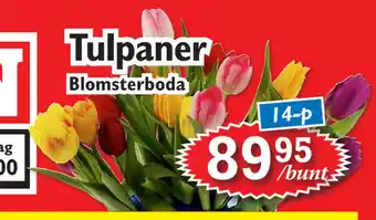 T-jarlen Tulpaner erbjuda
