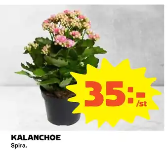 Coop Kalanchoe erbjuda