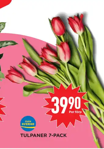 Willys Hemma Tulpaner 7-pack erbjuda