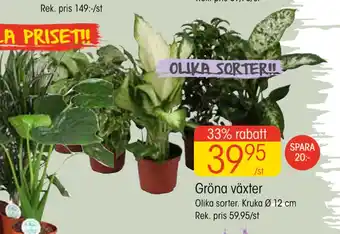 EKO Gröna växter erbjuda