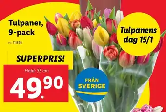 Tulpaner, 9-pack