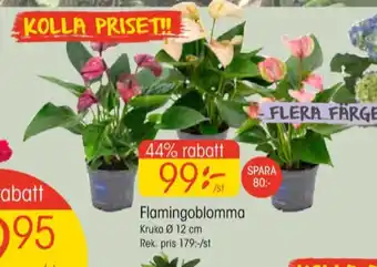 EKO Oral-b krukväxt erbjuda