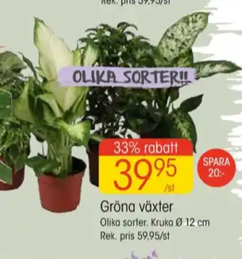 EKO Oral-b krukväxt erbjuda