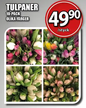 Extra Mjällby Stormarknad TULPANER 10-PACK OLIKA FÄRGER erbjuda