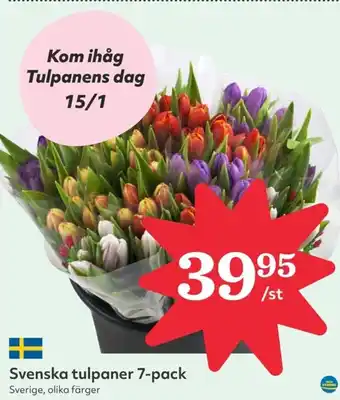 Hemköp Svenska tulpaner 7-pack erbjuda