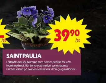 ICA Maxi Blomsterboda krukväxt erbjuda