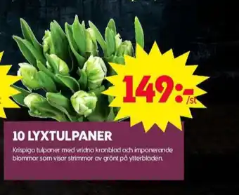 ICA Maxi Blomsterboda blommor erbjuda