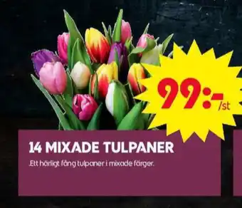 ICA Maxi Blomsterboda blommor erbjuda