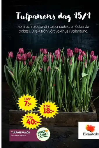 ICA Maxi Blomsterboda krukväxt erbjuda