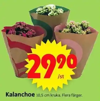 ICA Supermarket Kalanchoe erbjuda