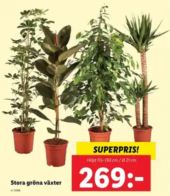 Lidl Stora gröna växter erbjuda