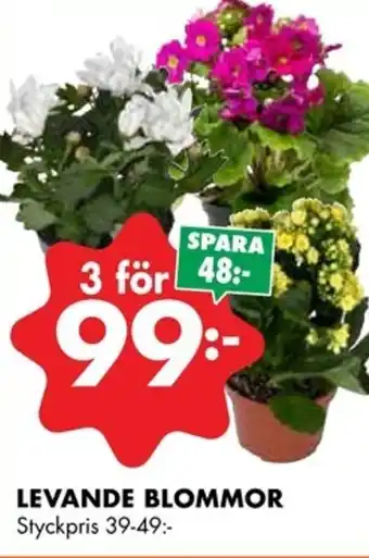 ÖoB LEVANDE BLOMMOR erbjuda