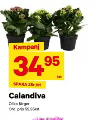 City Gross Garant krukväxt erbjuda