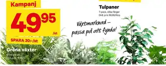 City Gross Garant krukväxt erbjuda