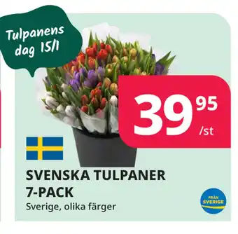 Tempo Svenska tulpaner 7-pack erbjuda