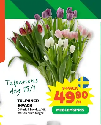 Stora Coop Tulpaner 9-pack erbjuda