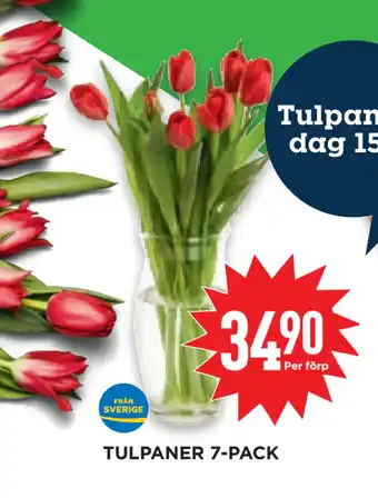 Willys Hemma Tulpaner 7-pack erbjuda
