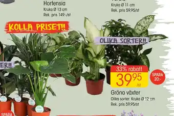 EKO Gröna växter erbjuda