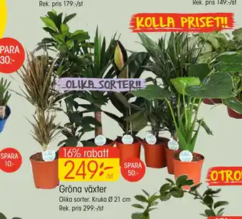 EKO Gröna växter erbjuda