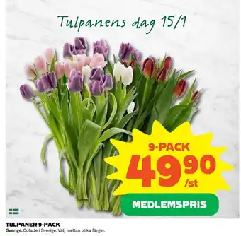 Coop TULPANER 9-PACK erbjuda