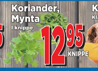 Supergrossen Koriander, mynta erbjuda