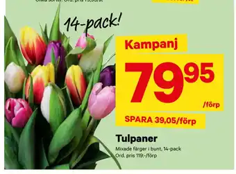 City Gross Tulpaner erbjuda