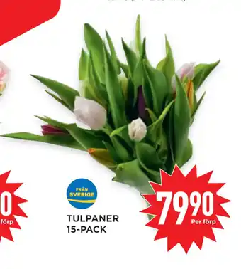 Willys Hemma Tulpaner 15-pack erbjuda