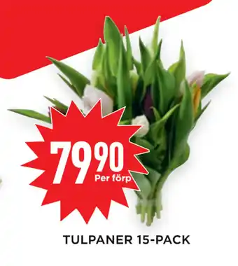 Willys Tulpaner 15-pack erbjuda