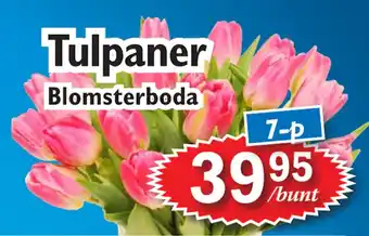 T-jarlen Tulpaner erbjuda