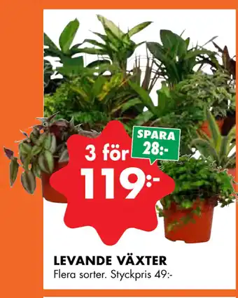 ÖoB Levande växter erbjuda
