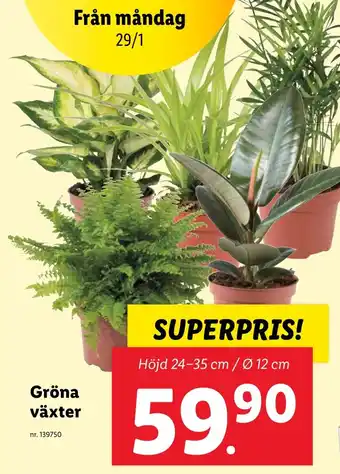 Lidl Gröna växter erbjuda