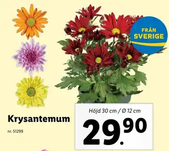 Lidl Krysantemum erbjuda