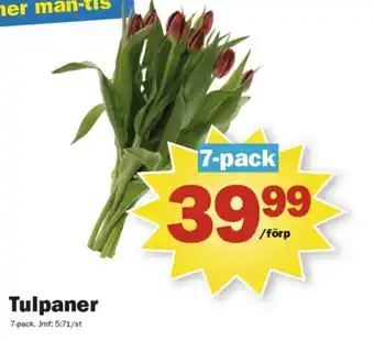 Pekås Tulpaner erbjuda