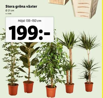 Lidl Stora gröna växter erbjuda