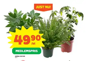 Stora Coop GRÖNA VÄXTER erbjuda