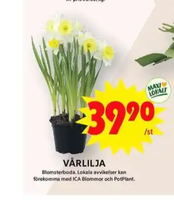 ICA Maxi Blomsterboda krukväxt erbjuda