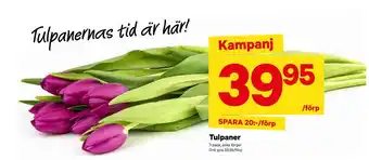 City Gross Tulpaner erbjuda