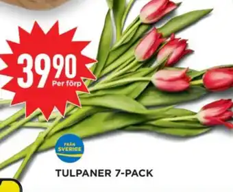 Willys TULPANER 7-PACK erbjuda